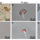 Isolated chondrocytes of Hypacrosaurus and their positive response to two DNA assays.